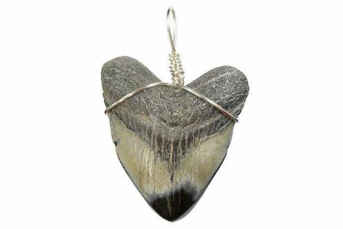 Fossil Megalodon Tooth Necklace #173856